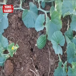 Viranşehir mangosunda sezon açıldı: Şelengo hasadı başladı