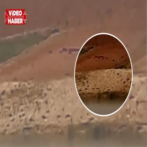 Şanlıurfa’da bu kez sürü halinde görüntülendi!