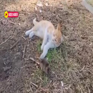 Şanlıurfa'da fareler neden mi çoğaldı? İşte sebebi