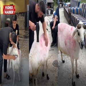 Şanlıurfa’da oto yıkamada kurbanlık şaşırttı! Fönlü bakım