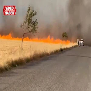 Şanlıurfa’da çiftçinin emeği kül oldu! Onlarca dönüm ekili alan alevlere teslim