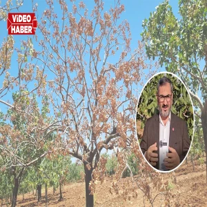 Şanlıurfa’da fıstık üreticileri dikkat! Bu tarihten önce budama yapmayın