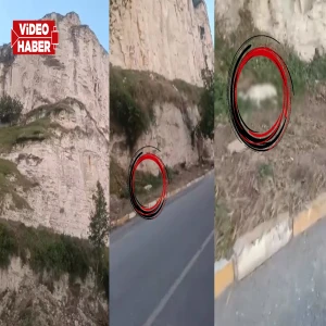 Şanlıurfa’da vahşet iddiası! Köpek kayalıklardan atıldı