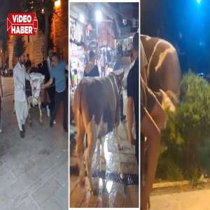 Şanlıurfa’da tarihi mekanda kurbanlık firar! Ortalığı birbirine kattı