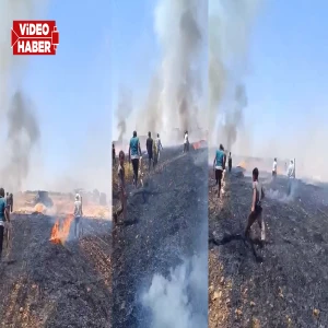 Şanlıurfa’da hasat öncesi büyük kayıp! Vatandaşlar canla başla söndürmeye çalıştı