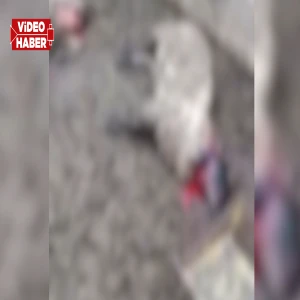 Şanlıurfa’da besicinin bayramı zehir oluyordu!  300 can ölümden kıl payı kurtuldu