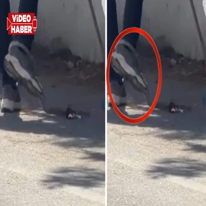 Şanlıurfa’da sokak ortasında yılan kabusu! Bakın nasıl etkisiz hale getirdi