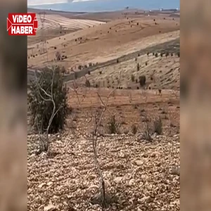 Şanlıurfa'da domuz sürüsü köye indi