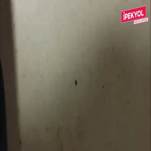 Şanlıurfa'da hastaneyi böcek bastı! Vatandaşlar ne yapacağını şaşırdı