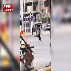 Şanlıurfa'da tehlike dolu anlar: Trafiğe aldırmadan akrobatik taklalar attı!