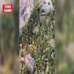 Şanlıurfa'da havalar ısındı: Yuvalarından çıkmaya başladılar