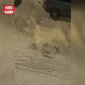 Şanlıurfa'da aç tilki kent merkezine indi: Kimseye aldırmadan gezdi