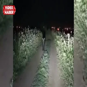 Şanlıurfa'da domuz paniği: Vatandaşlar tedirgin