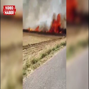 Şanlıurfa'da tarlada felaket: 3 mahalleye sıçradı, 700 dönüm kül oldu