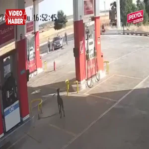 Gaziantep'teki vahşetin görüntüleri ortaya çıktı! Şanlıurfalı genç de öldürülmüştü