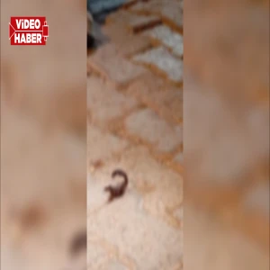 Şanlıurfa’da akrep istilası korkutuyor! Esnaf tedirgin