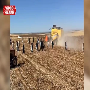 Şanlıurfa'da hasadı yapılan ayçiçek tarlaları geçim kaynağı oldu
