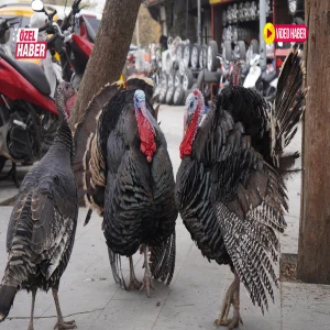 Şanlıurfa'da hindi fiyatları uçtu! Bir hindi fiyatına tam 15 tavuk