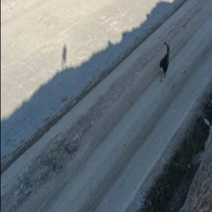 Şanlıurfa’nın iki ilçesinde aynı anda görüldü