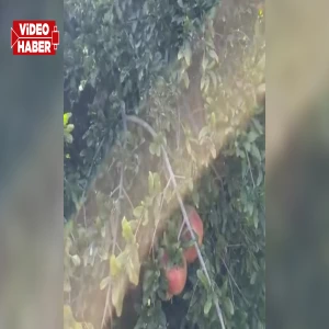 Tescilli Suruç narında hasat dönemi başladı