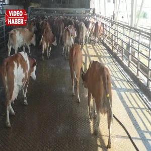 Şanlıurfa’daki dev işletmede büyükbaş hayvanlar için bakım mesaisi!