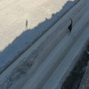 Şanlıurfa’nın iki ilçesinde aynı anda görüldü