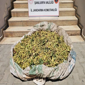 Şanlıurfa’da devriye atan jandarma suçüstü yakaladı! Fıstık ağaçlarını hedef aldılar
