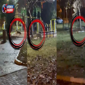 Şanlıurfa'da kimisi kurda kimisi de çakala benzetti! Şaşırtan görüntü kamerada