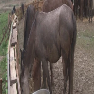 Türkiye'de at eşek ve katır sayısı tarihi düşüş yaşadı!