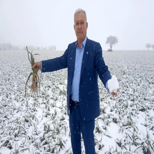 Kar komşuda da yüzleri güldürdü... 35 bin dönüm ekilmişti!