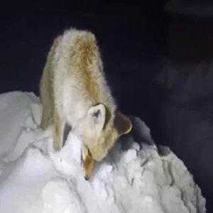 Doğu'da Sibirya soğukları: Tilki ayakta dondu