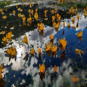 Bartlı Yaylası'nda çiğdemler açtı... Tam bir görsel şölen