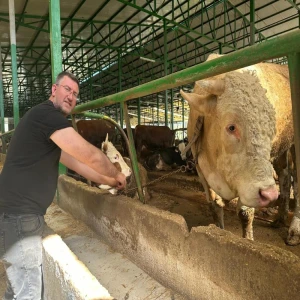 Kurban hareketliliği başladı: Tonluk boğayı 400 bin liraya sattı!