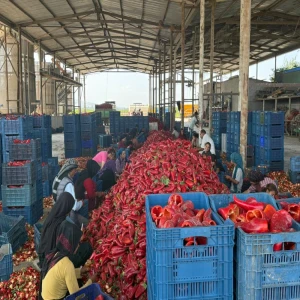Kapya biberde fabrikaların fiyat düşürmek için ürün alımını geciktirdiği iddiası