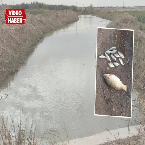 Şanlıurfa’da yıllardır balık tutuyorlardı! Kanallardaki değişim endişelendirdi