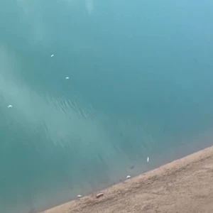 Şanlıurfa'da endişe veren manzara! Yetkililere nedenini sordu...