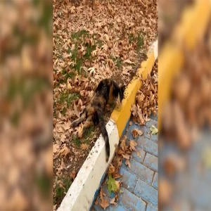 Şanlıurfa'da belediye ekipleri ve HAYTAP'a acil yardım çağrısı!