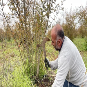 Tescilli Suruç narında bahar mesaisi başladı
