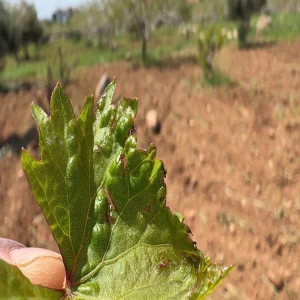 Şanlıurfa bağlarında "Uyuz" alarmı! Geç müdahale bağları bitiriyor