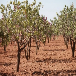 Şanlıurfa'da korkunç olay: Çiftçi tarlasında ölü bulundu