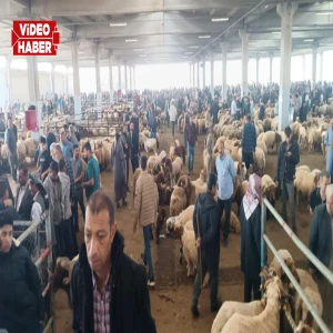 Şanlıurfa’da kurbanlık pazarı hareketlendi: Besici ve komisyoncular karşı karşıya