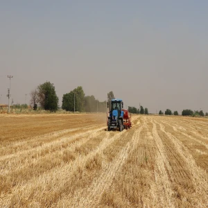 Şanlıurfa'da anıza ekim yöntemi genişletildi: Soya, susam...