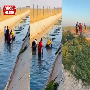 Şanlıurfa’da çiftçiler yosun dolu kanala isyan etti: Artık elinizi taşın altına koyun
