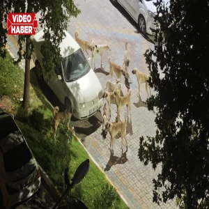 Şanlıurfa'da sabah kabusu geri döndü! Okulların açılmasıyla tehlike daha da büyüyor