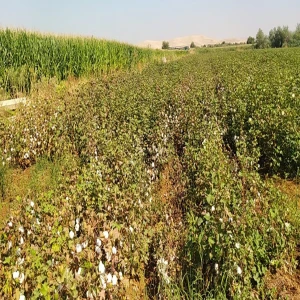 Şanlıurfa’da ekipler sahada: Pamuk ve mısır yakından inceleniyor