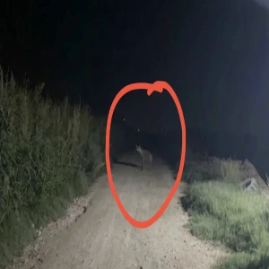 Şanlıurfa’da yaban hayatından nadir anlar: İşte böyle görüntülendi