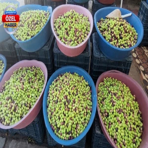 Şanlıurfa’da zeytin bolluğu üreticiyi vurdu: Ürün var kazanç yok