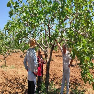 Şanlıurfa’daki fıstık bahçelerinde yanlış sürüm ağaçları vurdu: Kuruma başladı