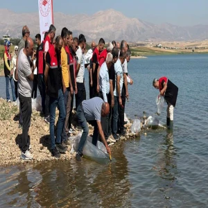 Şanlıurfa'dan Adıyaman'a yüzlerce sazan balığı bırakıldı