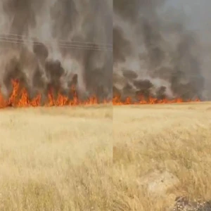 Şanlıurfa'da buğday tarlası alev aldı: 45 dönüm alan kül oldu